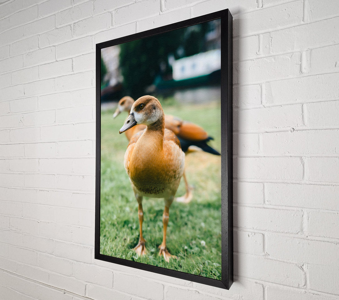  A Canvas Print of Golden Duck In The Grass Canvas Art