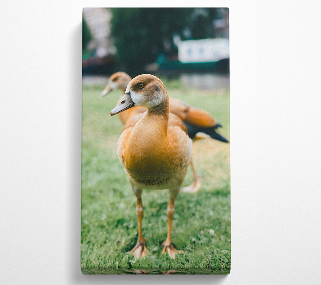  A Canvas Print of Golden Duck In The Grass Canvas Art