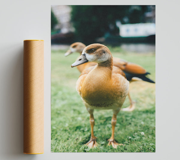 Golden Duck In The Grass Poster