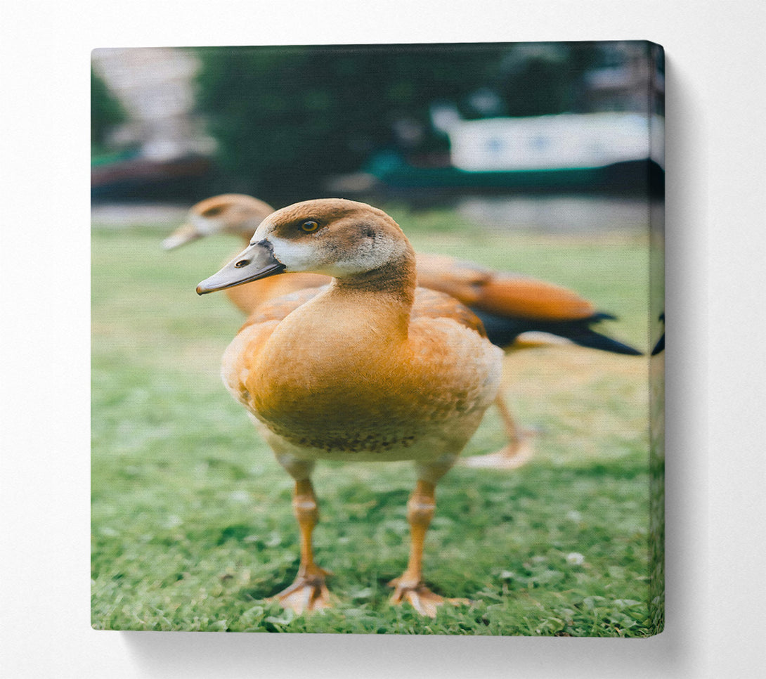  A Canvas Print of Golden Duck In The Grass Canvas Art