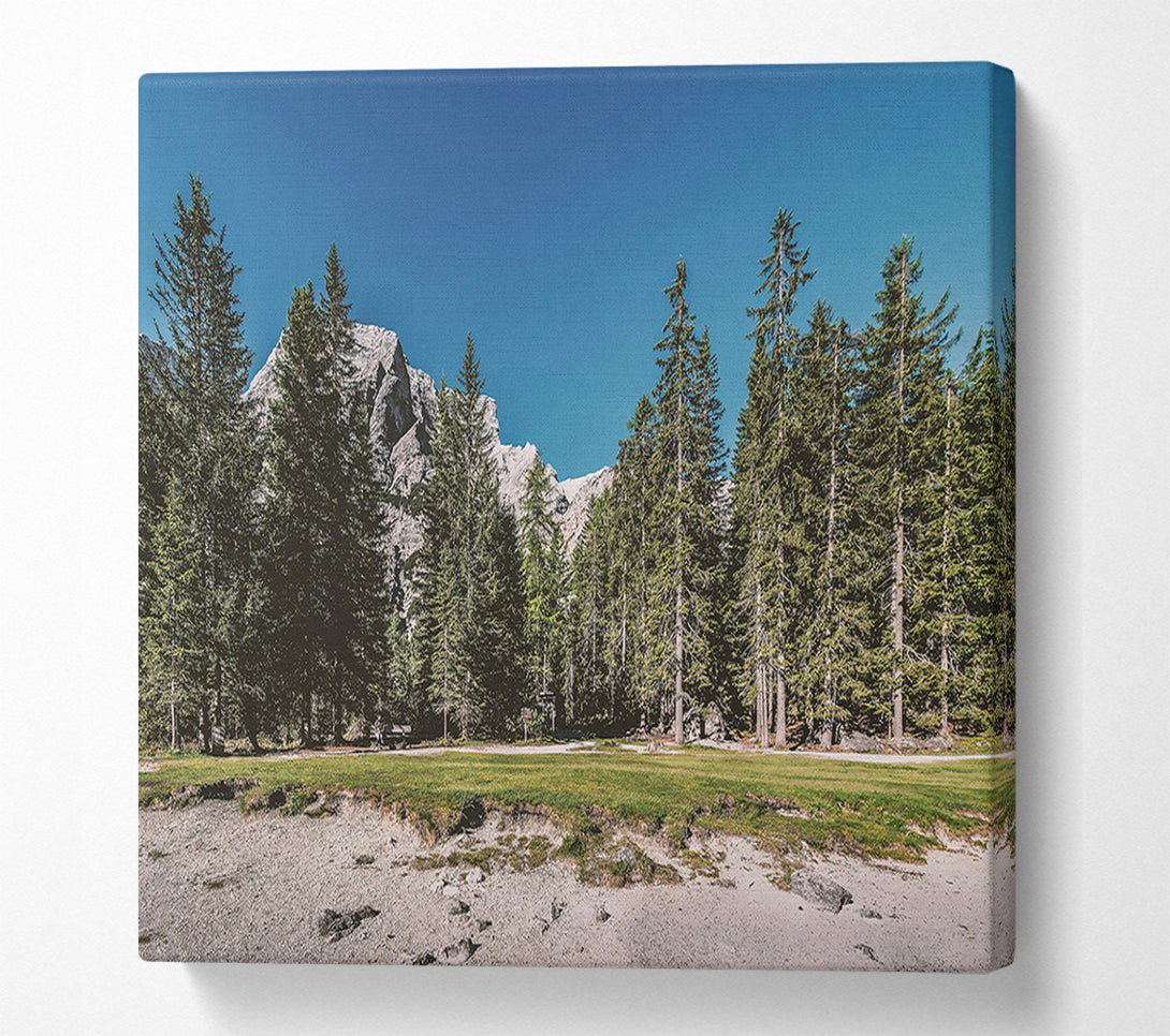 A Canvas Print of Green Pines And White Peaks Canvas Art