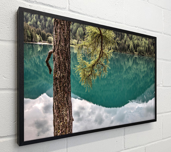 Teal Tree Reflection