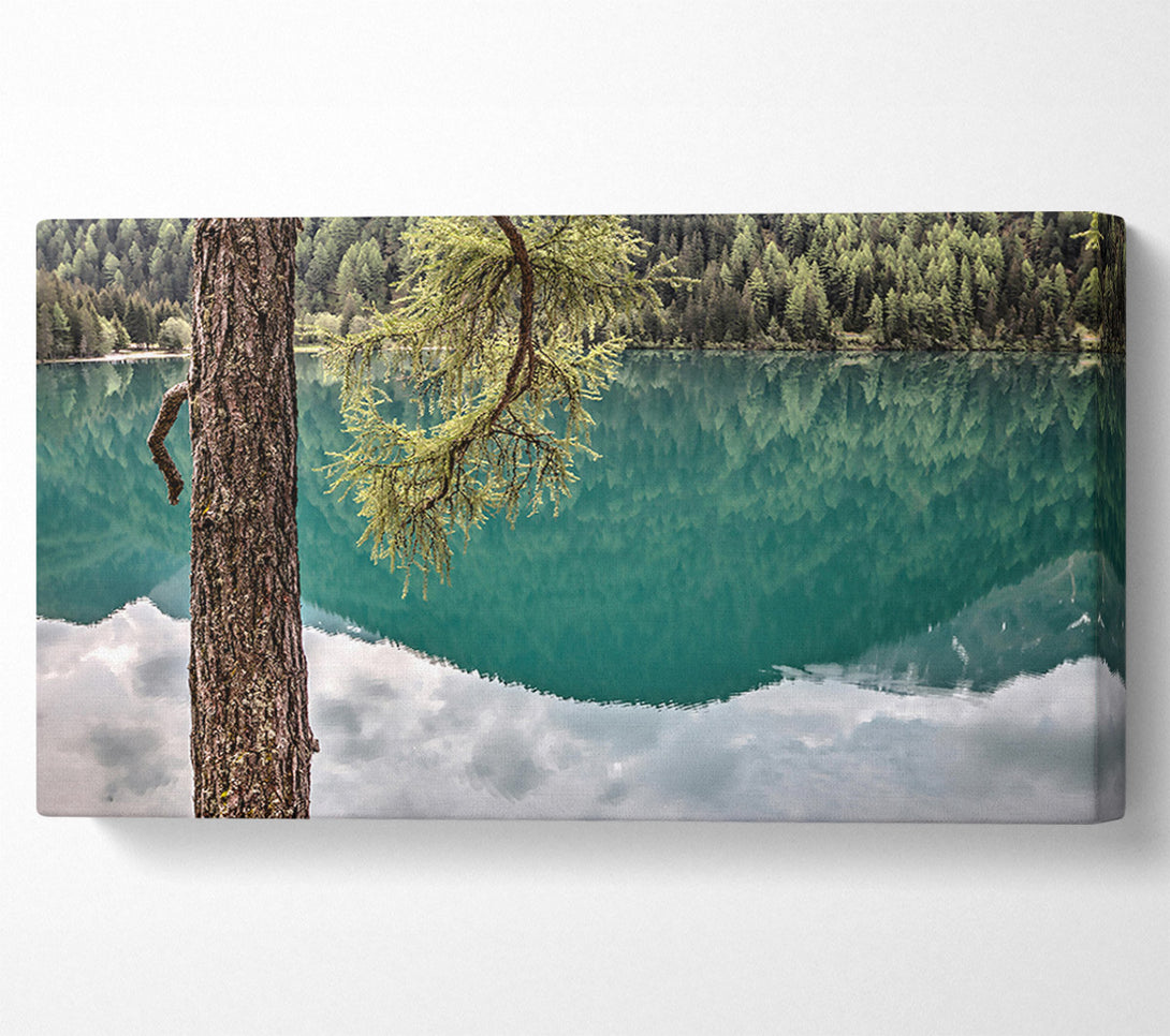  A Canvas Print of Teal Tree Reflection Canvas Print