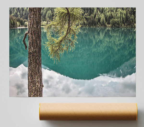 Teal Tree Reflection Print