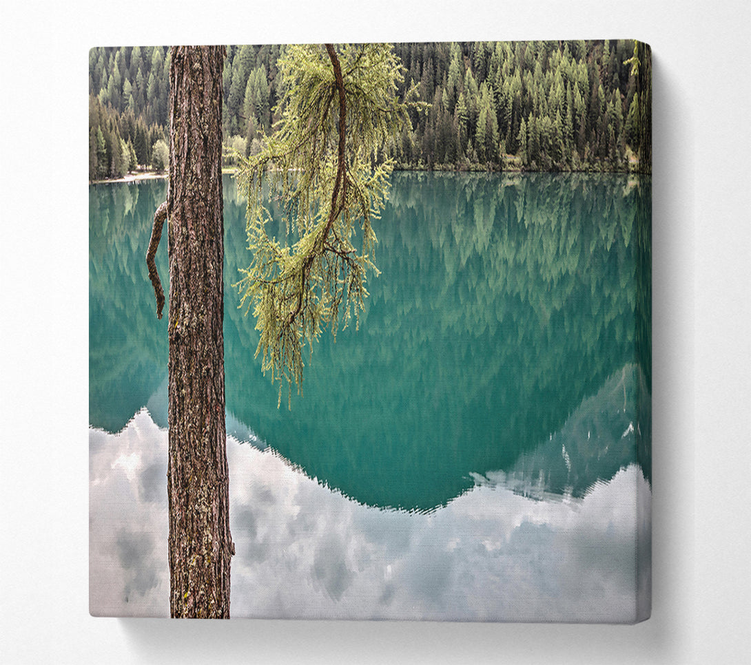  A Canvas Print of Teal Tree Reflection Canvas Print