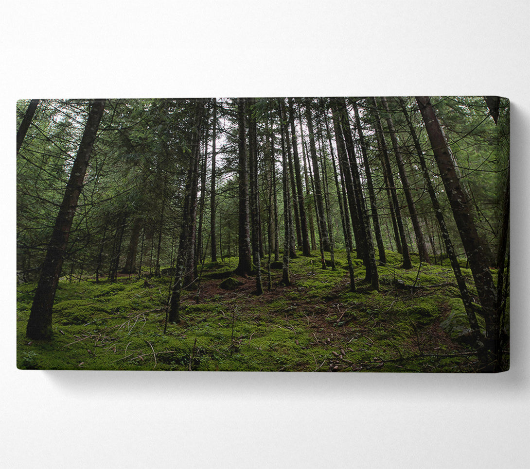  A Canvas Print of Emerald Forest Gloom Canvas Wall Art