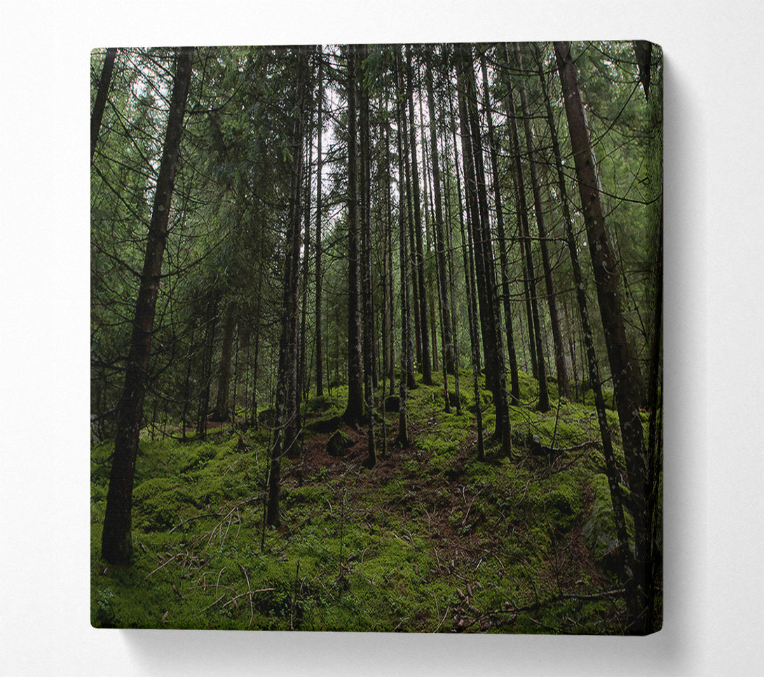  A Canvas Print of Emerald Forest Gloom Canvas Wall Art