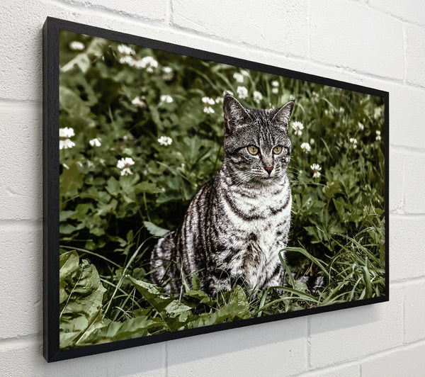 Gray Cat In Bloom
