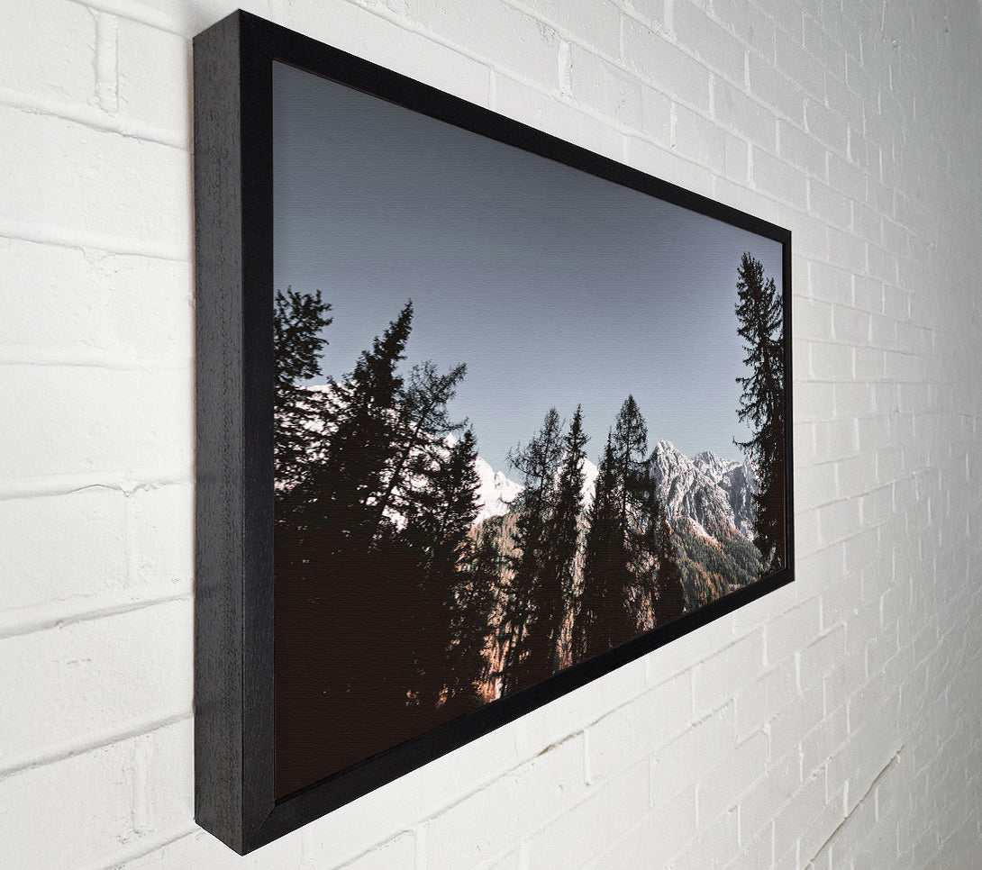  A Canvas Print of Silhouetted Pines Against White Peaks Canvas Art