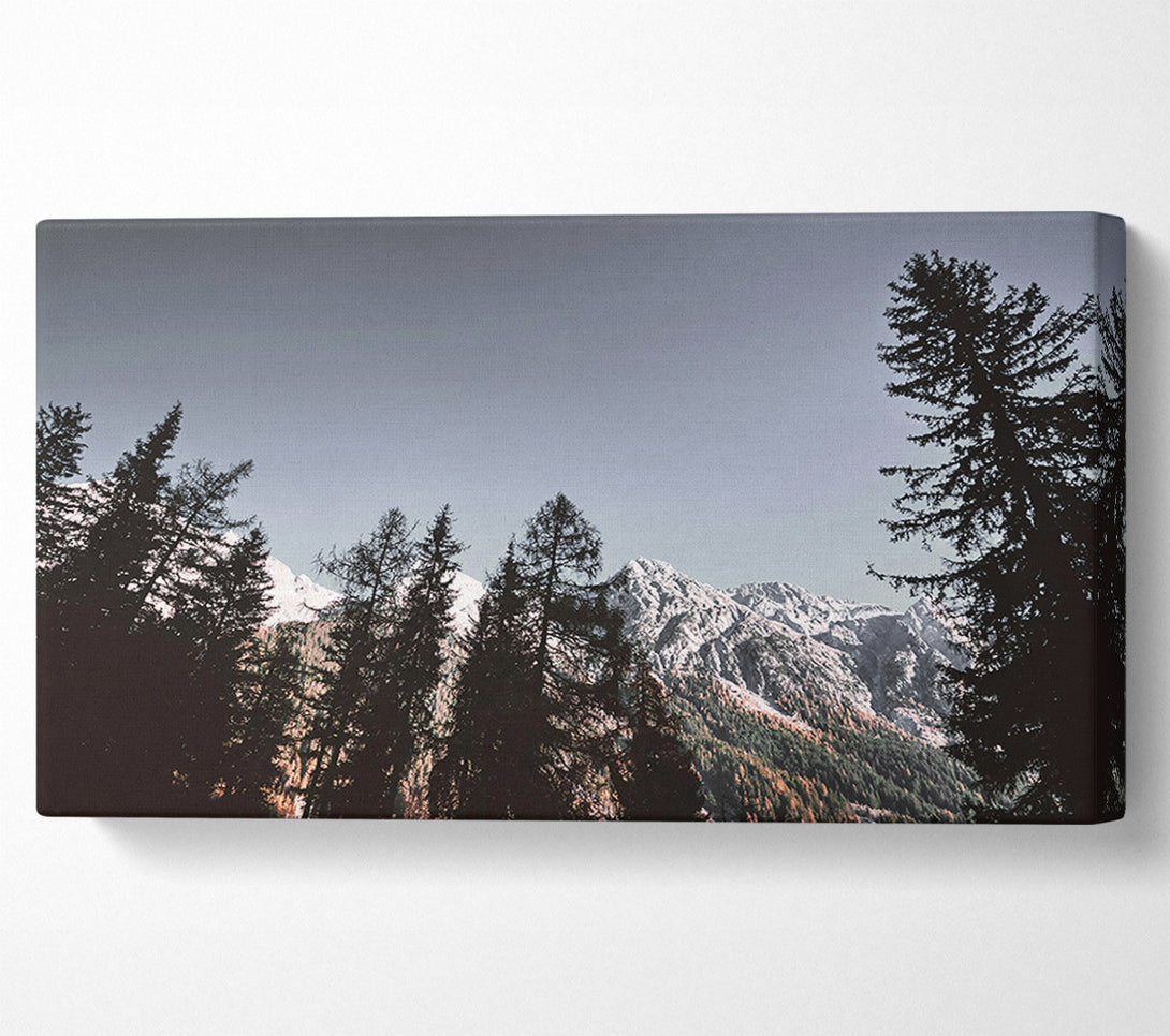  A Canvas Print of Silhouetted Pines Against White Peaks Canvas Art