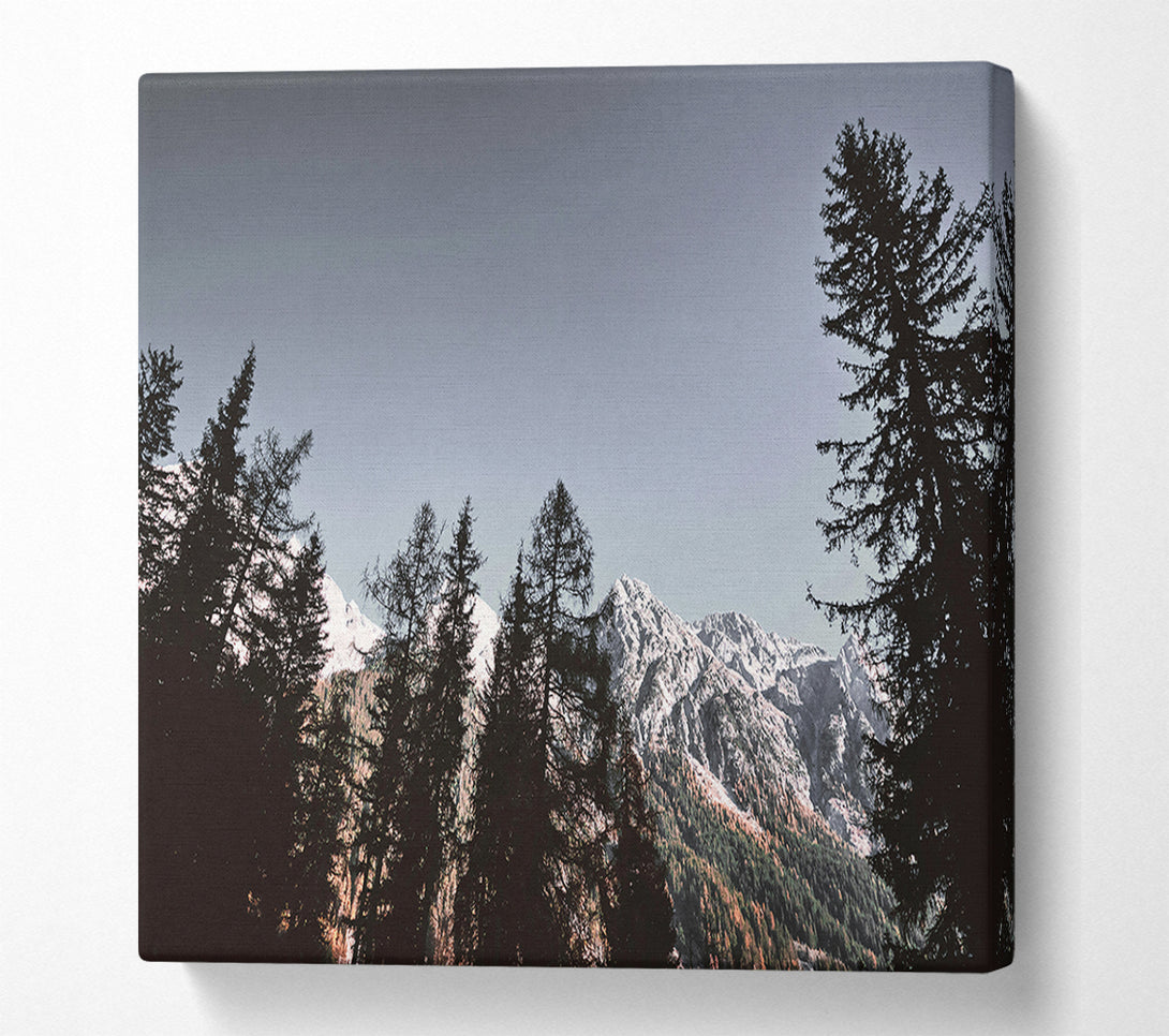  A Canvas Print of Silhouetted Pines Against White Peaks Canvas Art