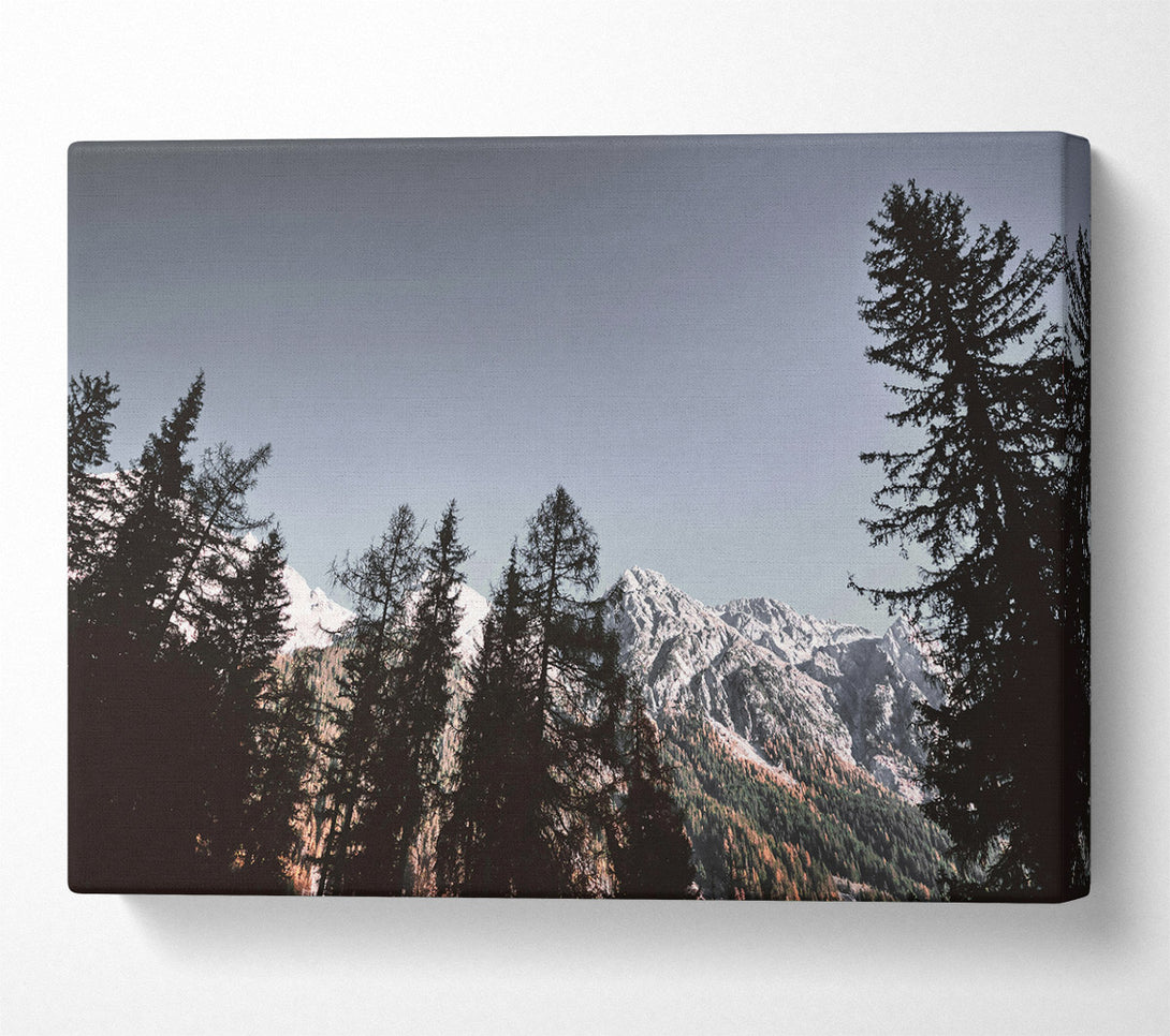  A Canvas Print of Silhouetted Pines Against White Peaks Canvas Art