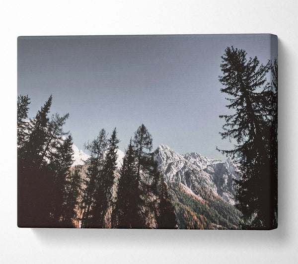 A Canvas Print of Silhouetted Pines Against White Peaks Canvas Art