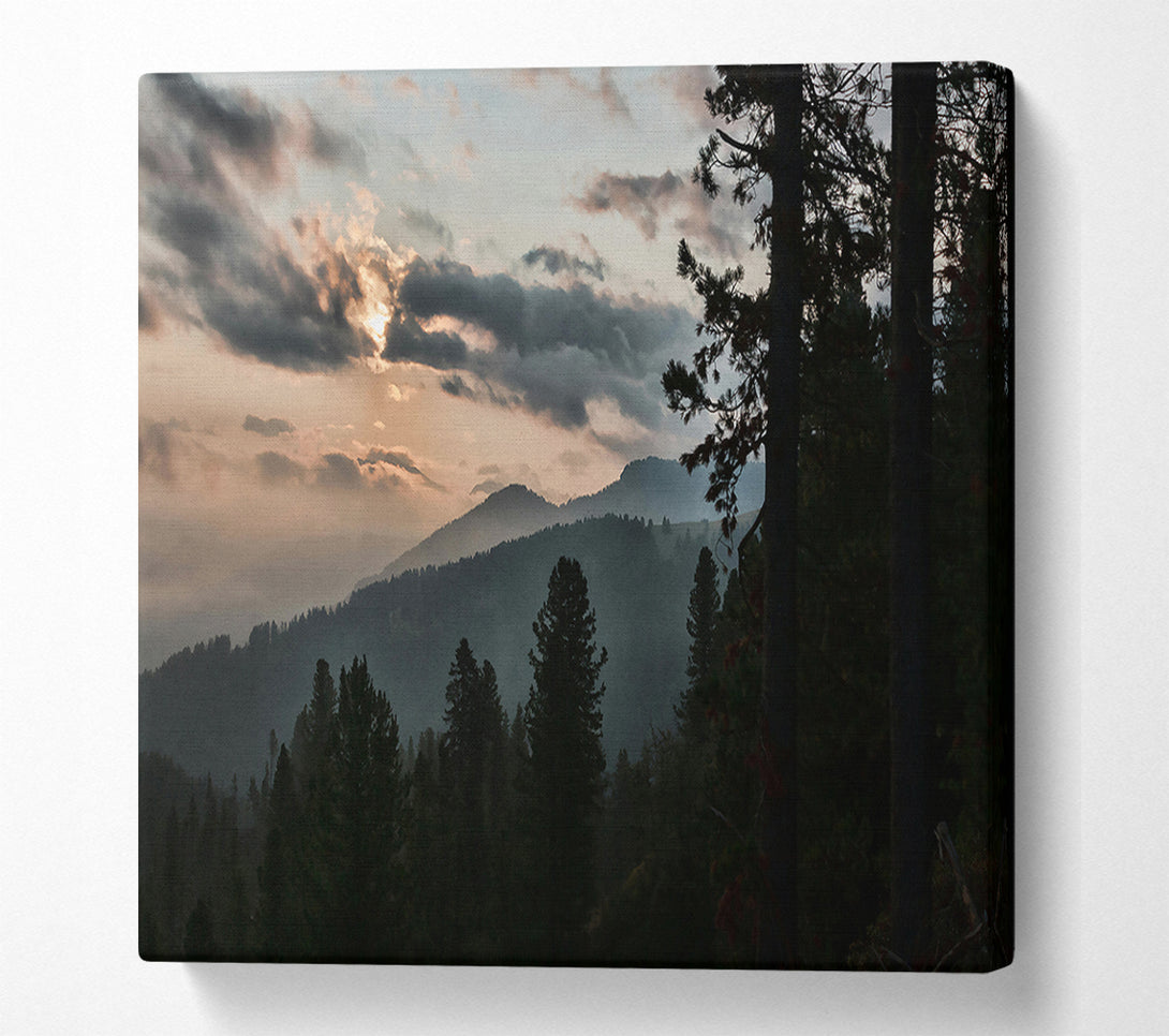  A Canvas Print of Golden Hour Pines Canvas Art