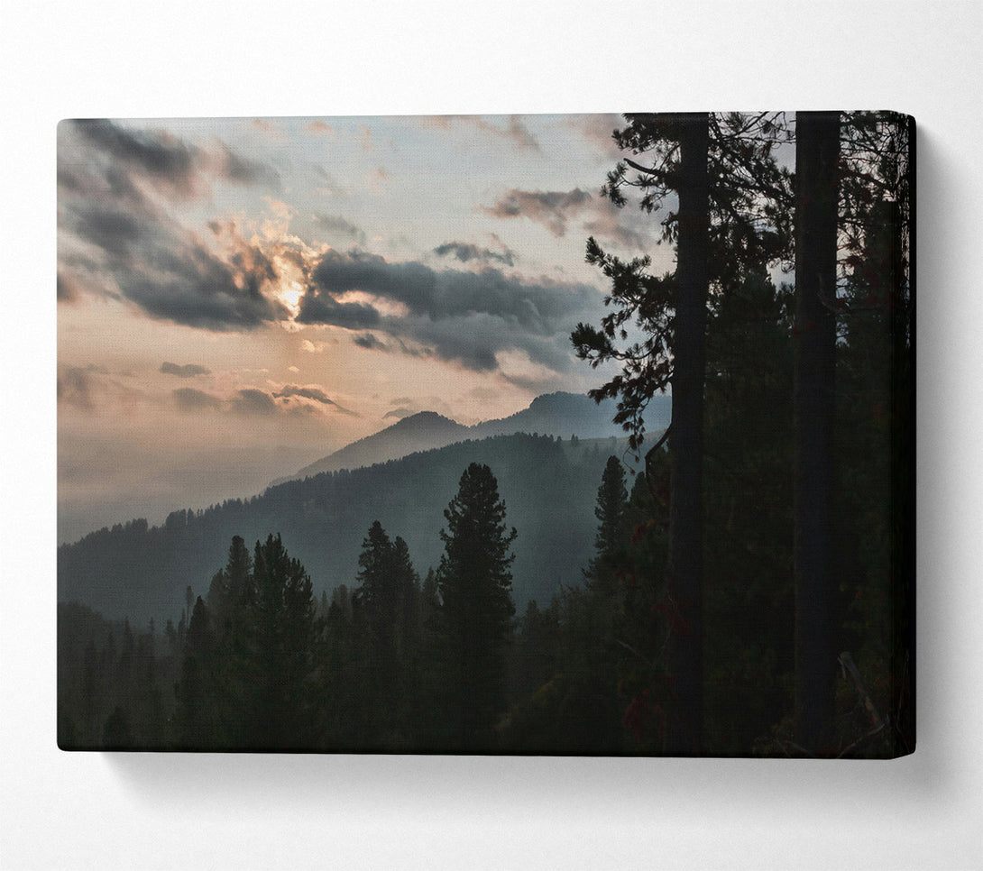  A Canvas Print of Golden Hour Pines Canvas Art