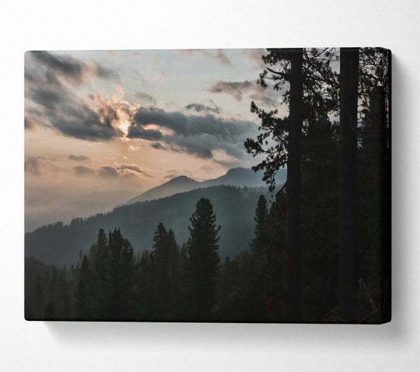  A Canvas Print of Golden Hour Pines Canvas Art