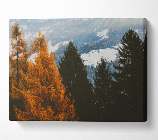  A Canvas Print of Golden Pine Silhouette Canvas Wall Art
