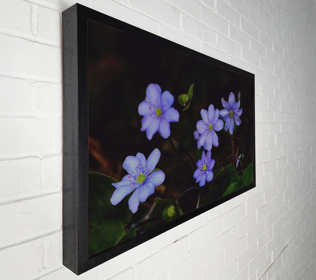  A Canvas Print of Lavender Blooms In Shadow Canvas Art