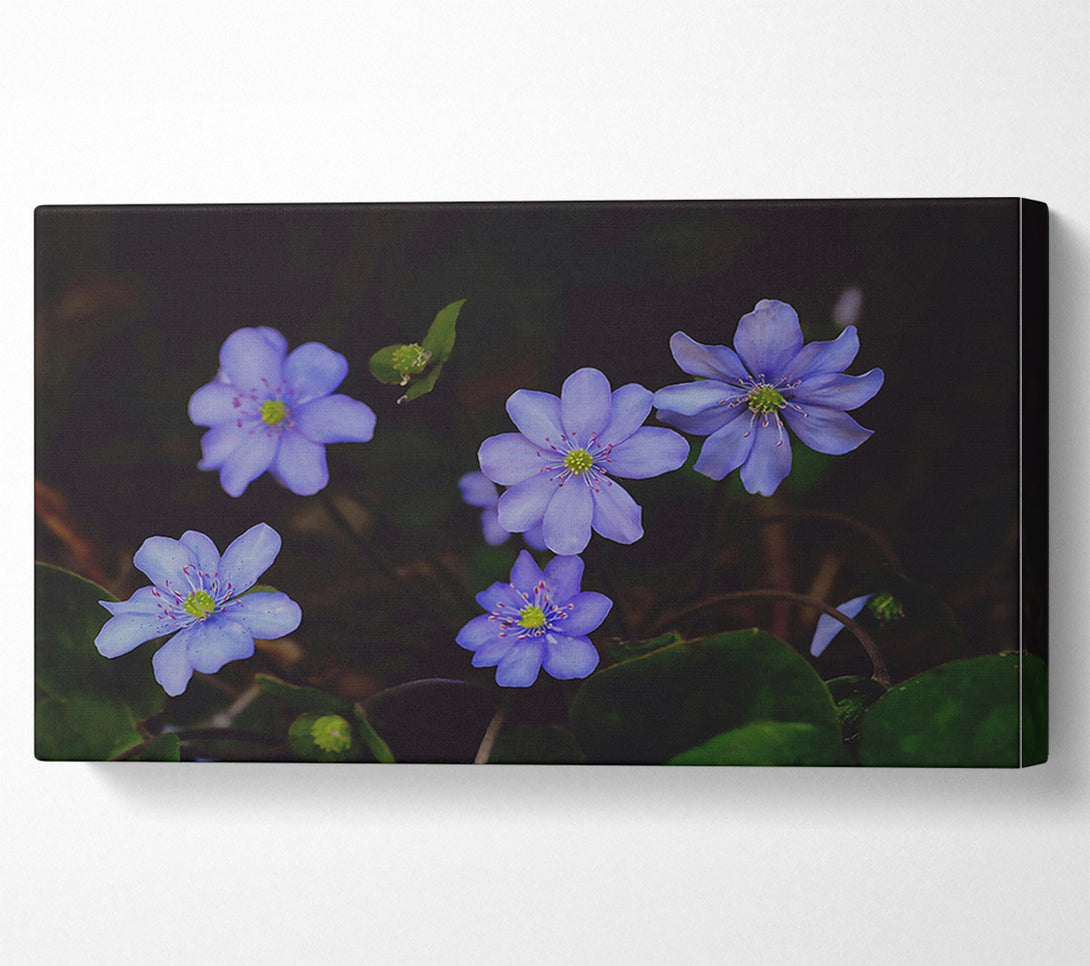  A Canvas Print of Lavender Blooms In Shadow Canvas Art
