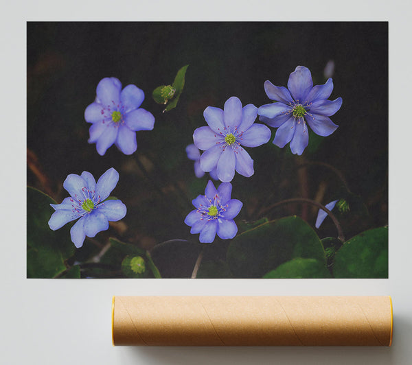 Lavender Blooms In Shadow Giclee Print