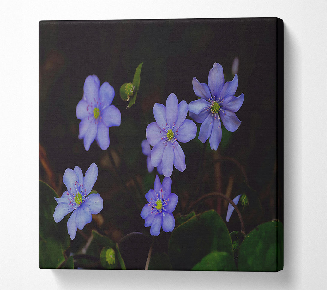 A Canvas Print of Lavender Blooms In Shadow Canvas Art