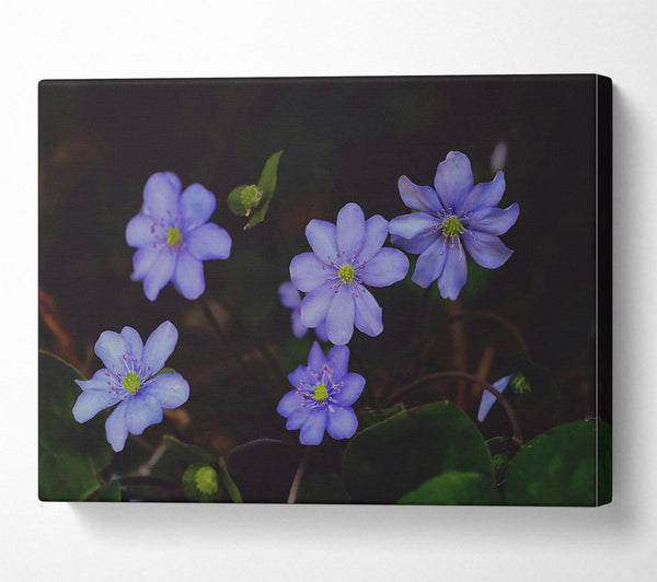  A Canvas Print of Lavender Blooms In Shadow Canvas Art