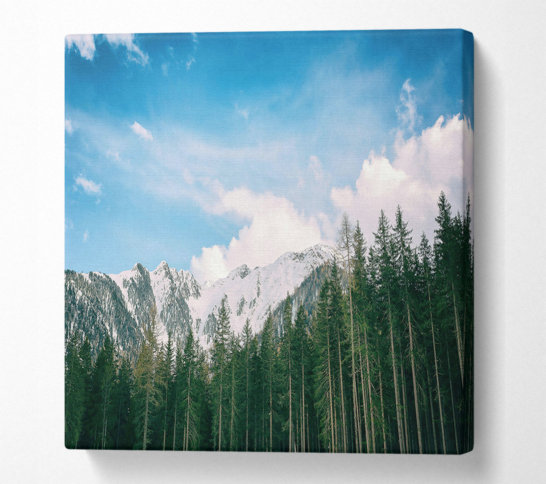 A Canvas Print of Azure Mountain Pines Canvas Art