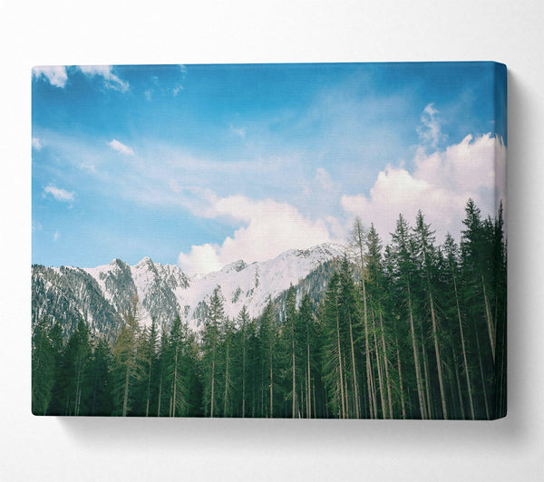  A Canvas Print of Azure Mountain Pines Canvas Art
