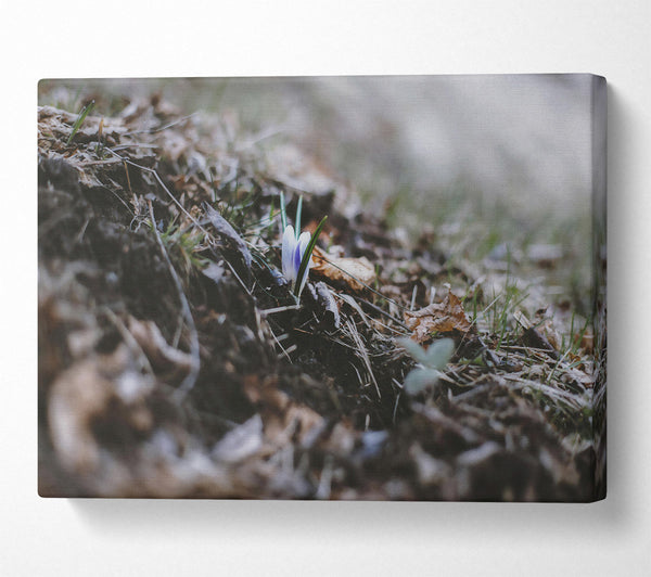  A Canvas Print of Brown Earth'S Embrace Canvas Wall Art