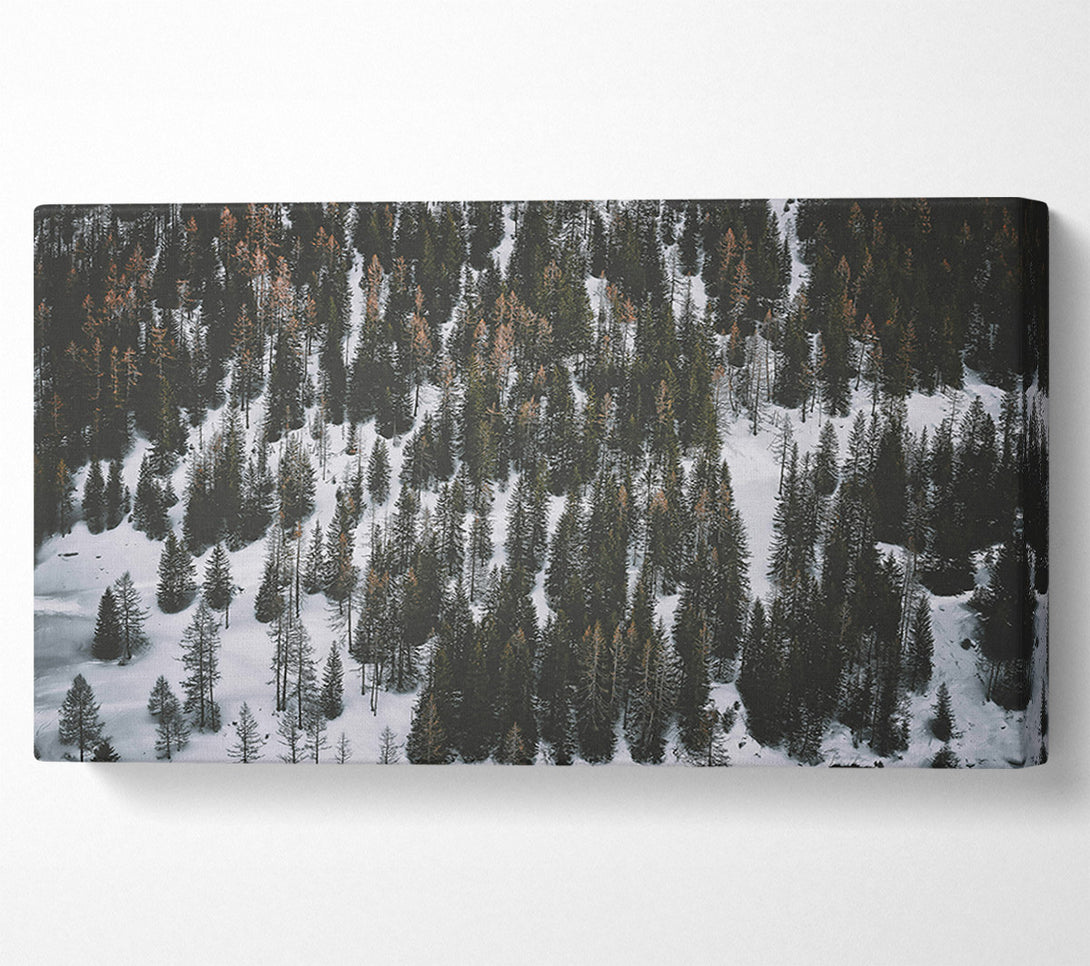  A Canvas Print of White Blanket Of Pines Canvas Art