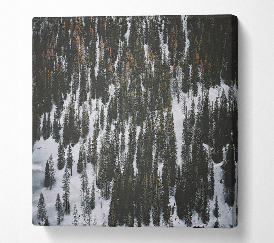 A Canvas Print of White Blanket Of Pines Canvas Art