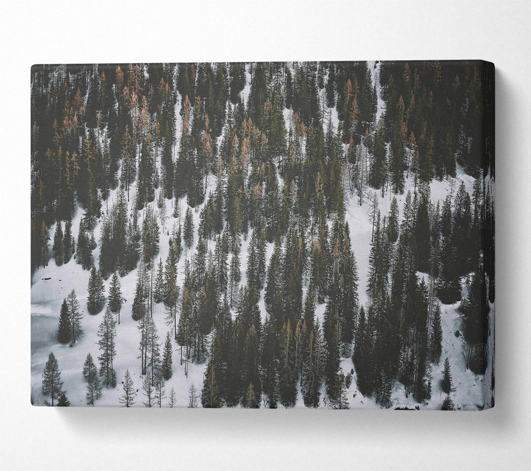  A Canvas Print of White Blanket Of Pines Canvas Art