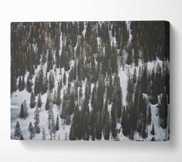  A Canvas Print of White Blanket Of Pines Canvas Art