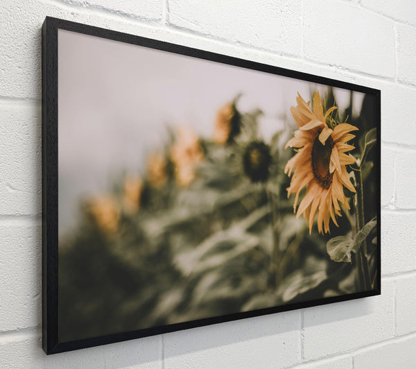 Golden Field Dream