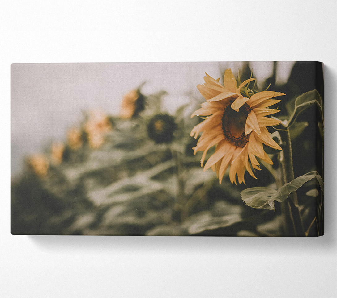  A Canvas Print of Golden Field Dream Canvas Wall Art
