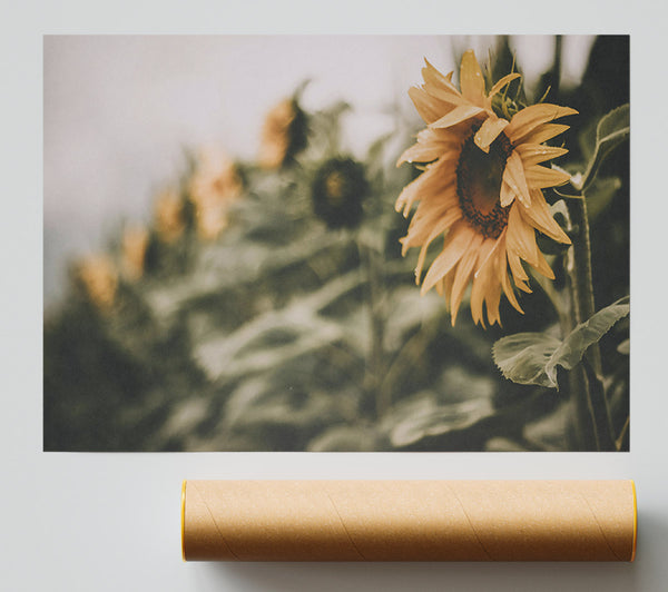 Golden Field Dream Print