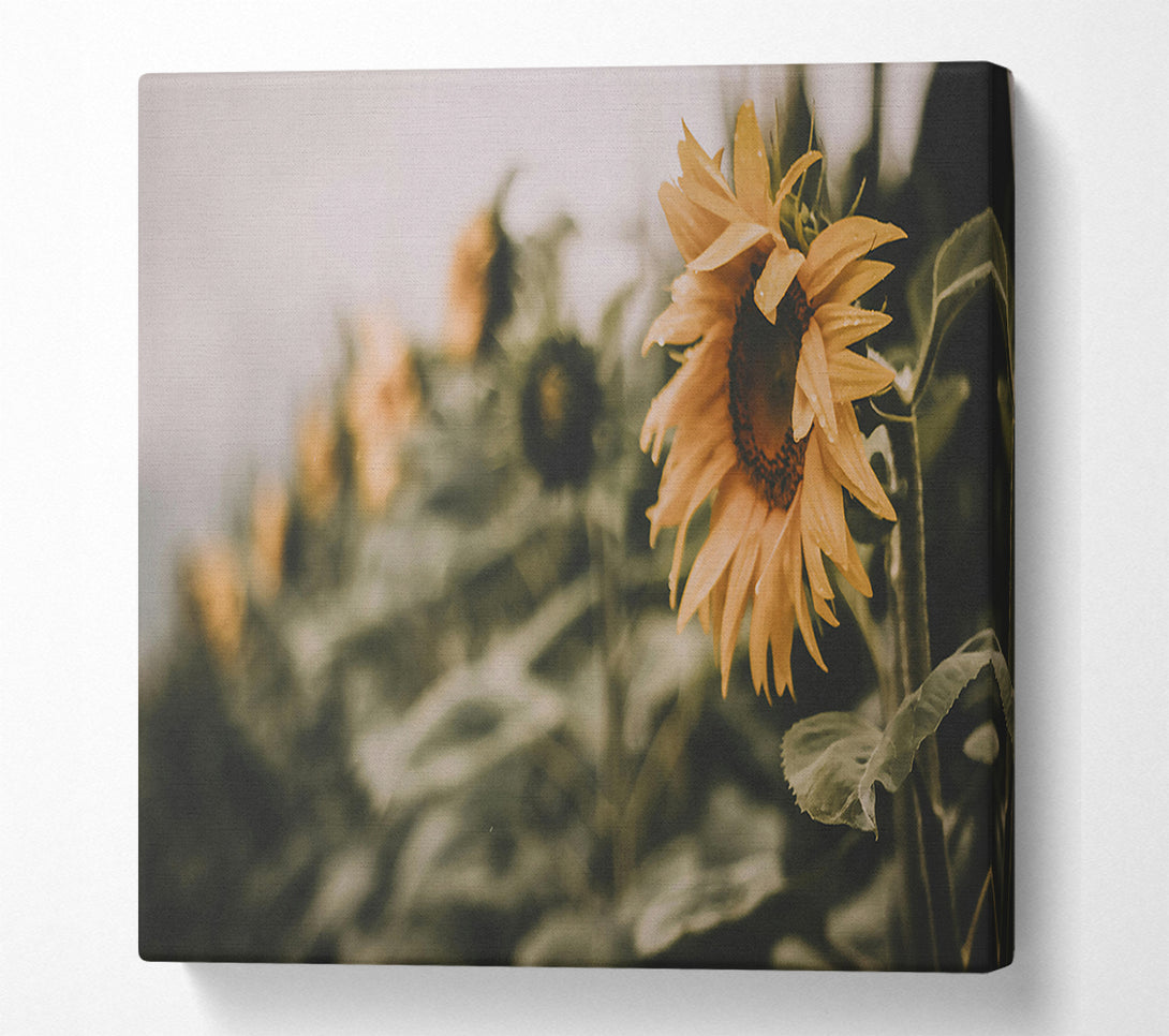  A Canvas Print of Golden Field Dream Canvas Wall Art