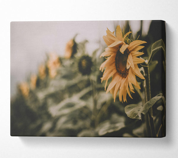  A Canvas Print of Golden Field Dream Canvas Wall Art