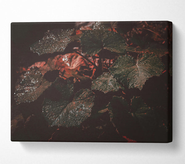  A Canvas Print of Crimson Leaf Shadow Canvas Art