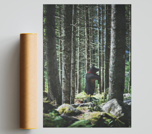 Black Bear In The Woods Giclee Print