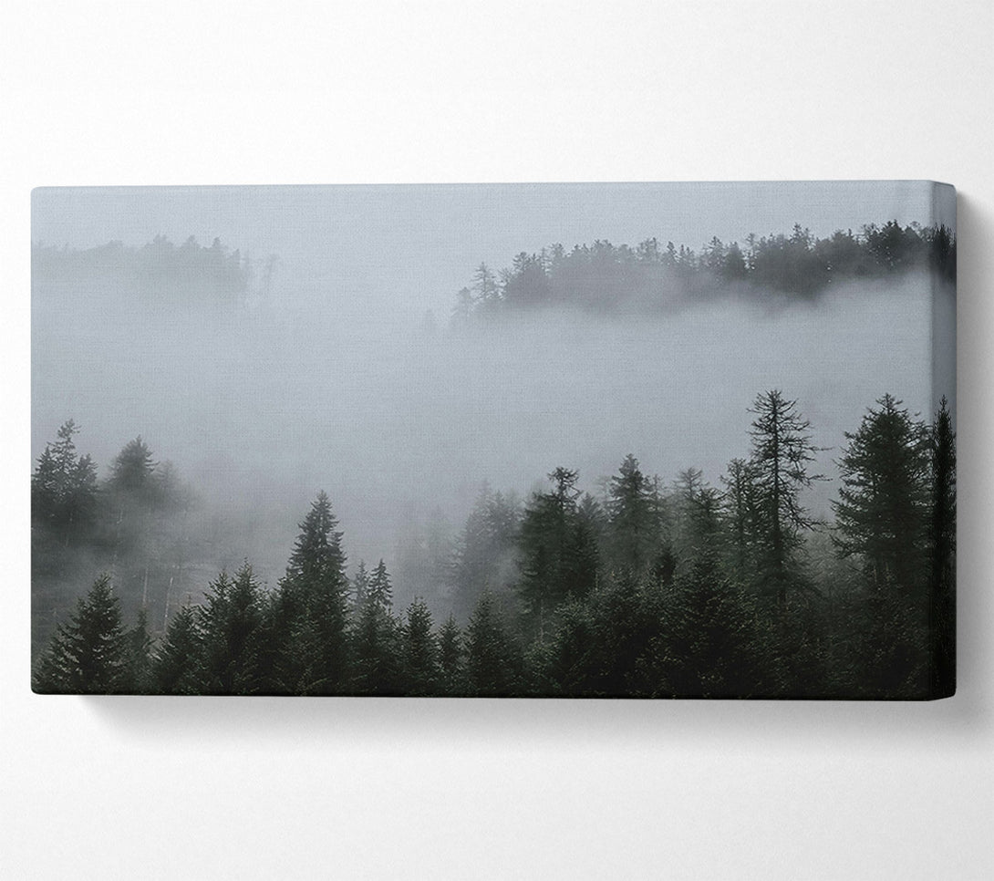  A Canvas Print of Silver Mist Pines Canvas Art