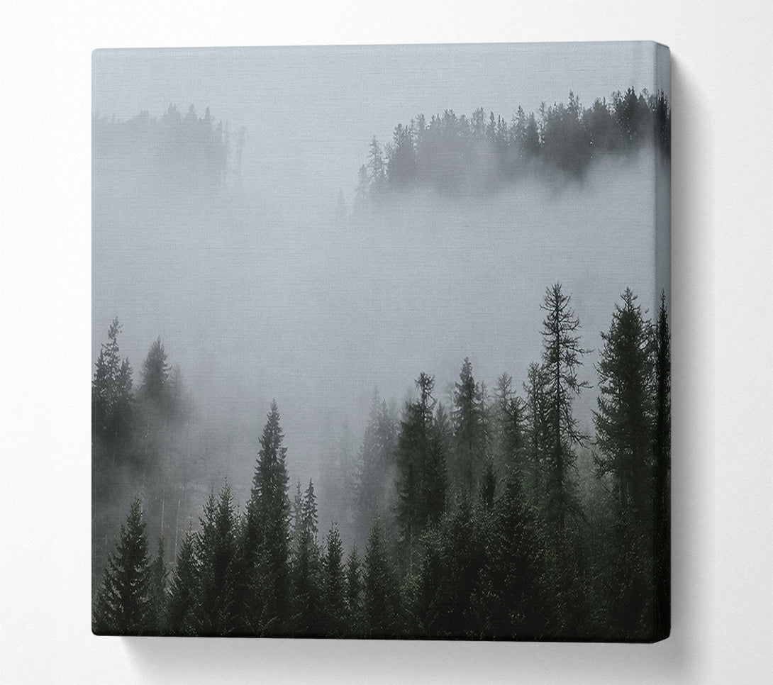  A Canvas Print of Silver Mist Pines Canvas Art