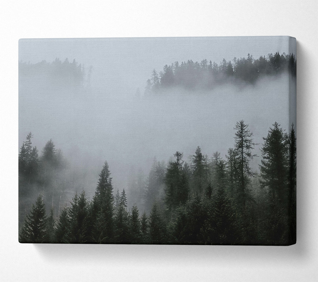  A Canvas Print of Silver Mist Pines Canvas Art