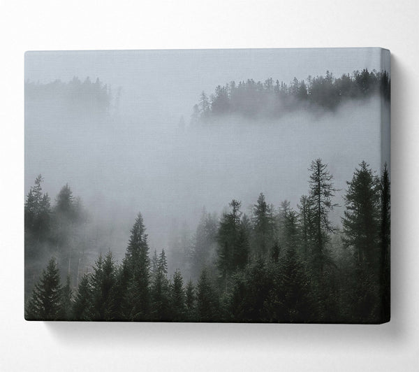 A Canvas Print of Silver Mist Pines Canvas Art