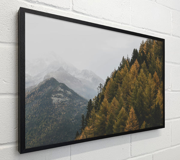 Golden Pines And Mist