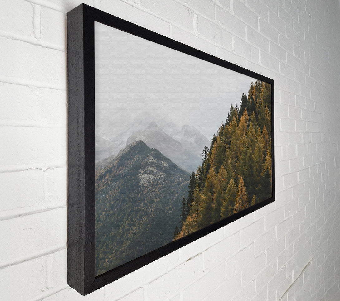  A Canvas Print of Golden Pines And Mist Canvas Art