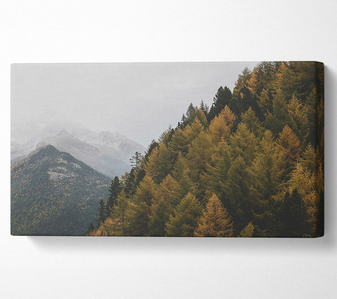  A Canvas Print of Golden Pines And Mist Canvas Art