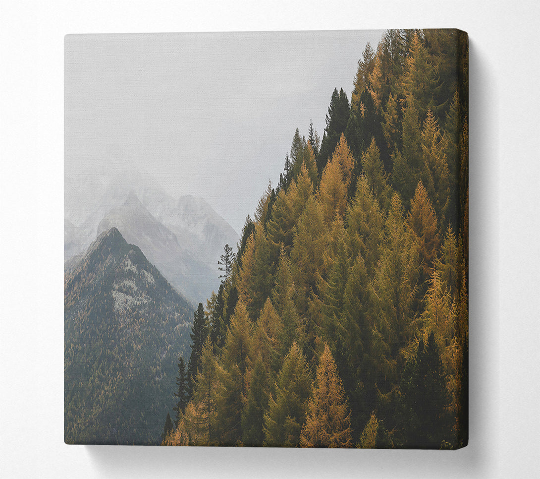  A Canvas Print of Golden Pines And Mist Canvas Art