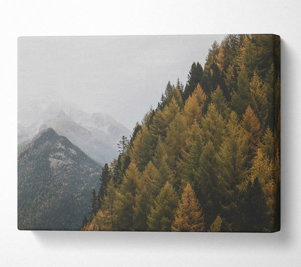  A Canvas Print of Golden Pines And Mist Canvas Art