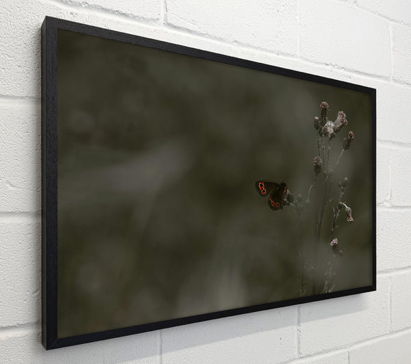 Green And Red Butterfly